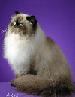 crazycatlady13