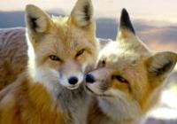 Foxlover4u